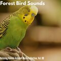 Alban Kelly - Green Dawn Forest