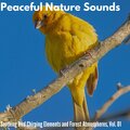 Dimi Oblonsky - Nuptial Bird Songs