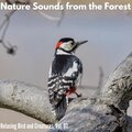 Nature Sounds from the Forest - Relaxing Bird and Creatures, Vol. 07