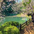 Blossom - untitled