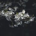 Forsty - Blooming at Night