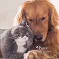 4 Paws: Pet Binaural Experience