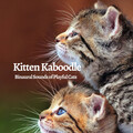 Kitten Kaboodle: Binaural Sounds of Playful Cats