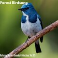 Anastasia Natura Music - Crickets Buzzing at Night for Concentration