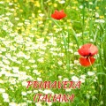 Primavera italiana