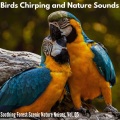 Dr. Louis Mil Nature - Dark Night Coniferous Forests
