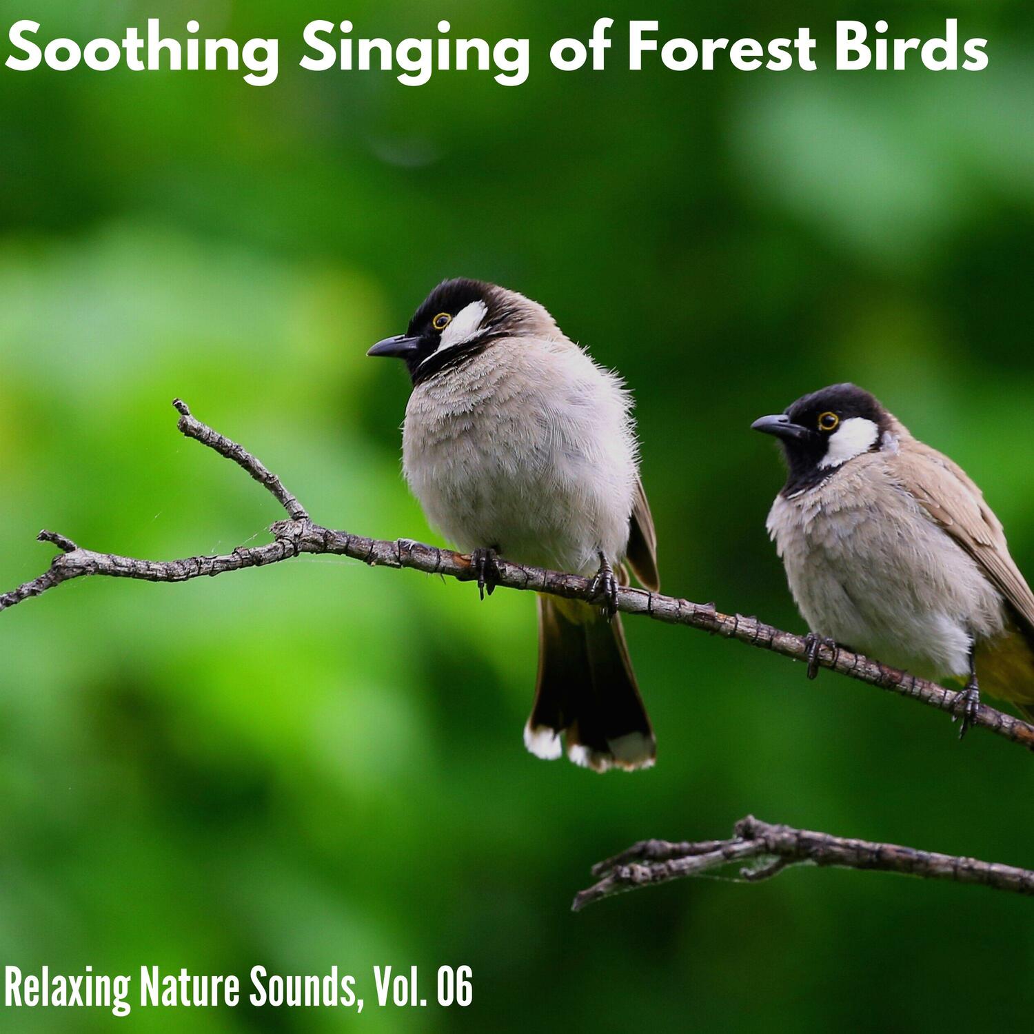 Gary Grey Nature Collective - Tropical Bird Melodies at Dawn