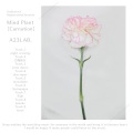 A23LAB. - snow dance