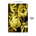 Shapes - Nite N Day