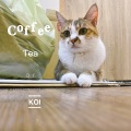 Coffee, Tea or Koi?