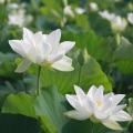 放松疗愈 - 一朵清莲