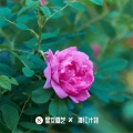 青海花儿 - 半个月的庄稼