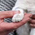 Cat Music Studio - Vibrant Ambience for Cat Anxieties