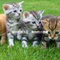 Cat Music Studio - Playful Sleeping Cat Zone