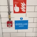 Gorillag - Ginger