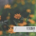 鹿笛 - 花的嫁纱