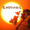 梦飞不爱笑 - 簇拥烈日的花