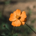 CHEN - 꽃잎이 지기 전에