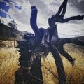 bluntedknife、LAKER、Shed Theory - Gallows (feat. Laker & Shed Theory)(Explicit)
