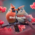 Bird Sounds: Clean and Clear with No Background Noise
