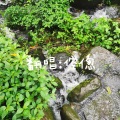 倥偬 - 春颂