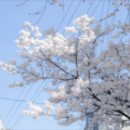 听风、LIAR - 雪 Distance