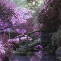 PEACEFUL VIBES - Japanese Garden