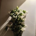 任洁 - Forever young