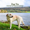 Dogs' Zen: Serene River and Tuning Fork Soundscape