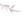 吴美琪 - 胎教音乐孕期早期