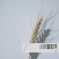 小皮 - 可惜不是你