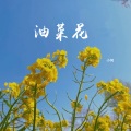 油菜花