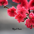 floral peace