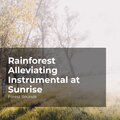 Rainforest Alleviating Instrumental at Sunrise