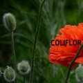 Emilio Mr - Coliflor