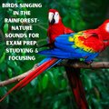 Birds Singing in the Rainforest- Nature Sounds for Exam Prep, Studying & Focusing
