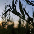 张承南 - 胡广生【温柔男声】