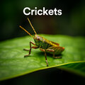 Sound of Crickets - Crickets and Cicadas (on a hot summer day)