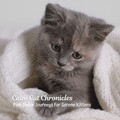 Mind & Ears、Music for Resting Cats、Music For Cats Peace - Soft Paws Padding Through Dreamland