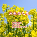 牧童20、听月 - 油菜花之恋