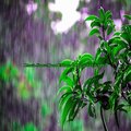 Lluvia Suave Para Calmar la Ansiedad del Día