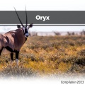 Oryx Compilation 2023