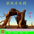 天边阿彪 - 我就是这样-独秀