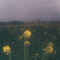 Adult、Chill Children、egoseed、Aloof - collage 11