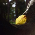 Natural Beat Records - The last leaf is leaving