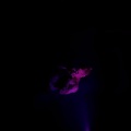 ddev - love drunk