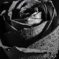 Black Rose