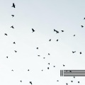 森林里的鸟、自然声带、森林的声音 - 風