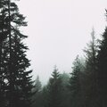 Palinopsia - Solace