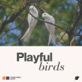 Essential Nature Sounds - Sleeping in Nature Camping Melodies, Pt. 7